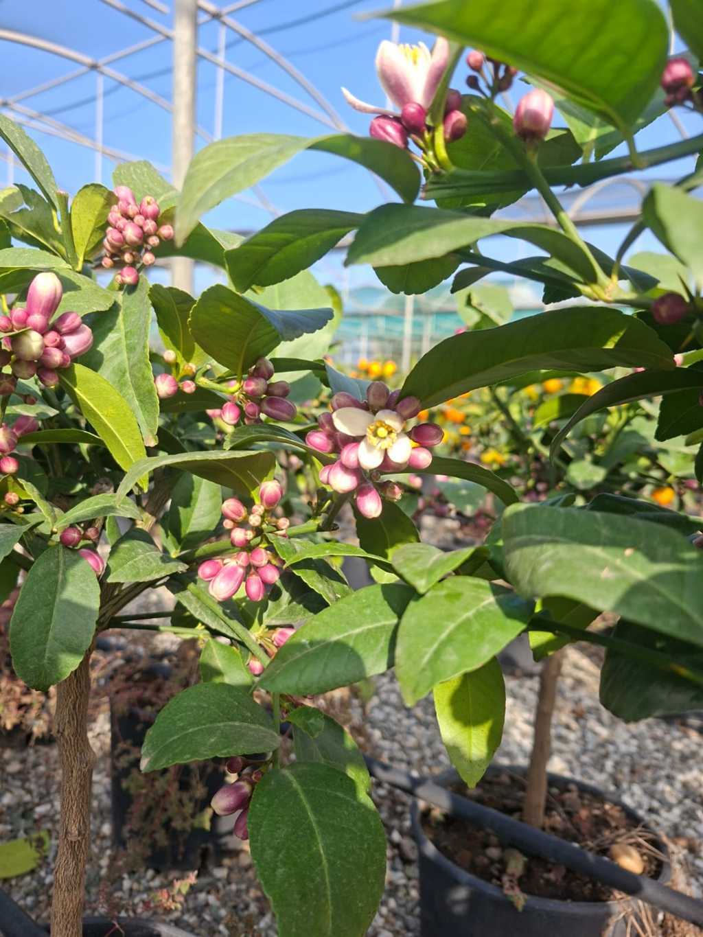 Agrumi Rifiorenti: Il Fascino di una Primavera che dura Tutto l'Anno
