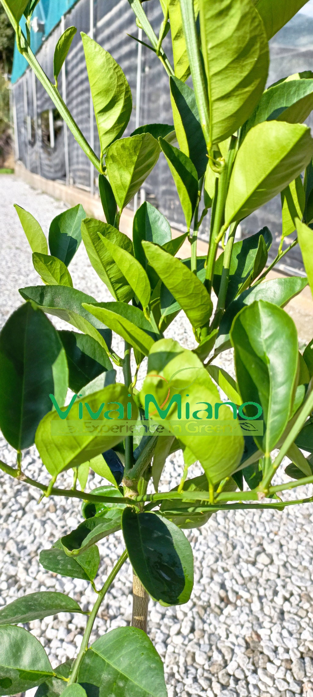 Pianta di Arancio Sanguinello Moscato