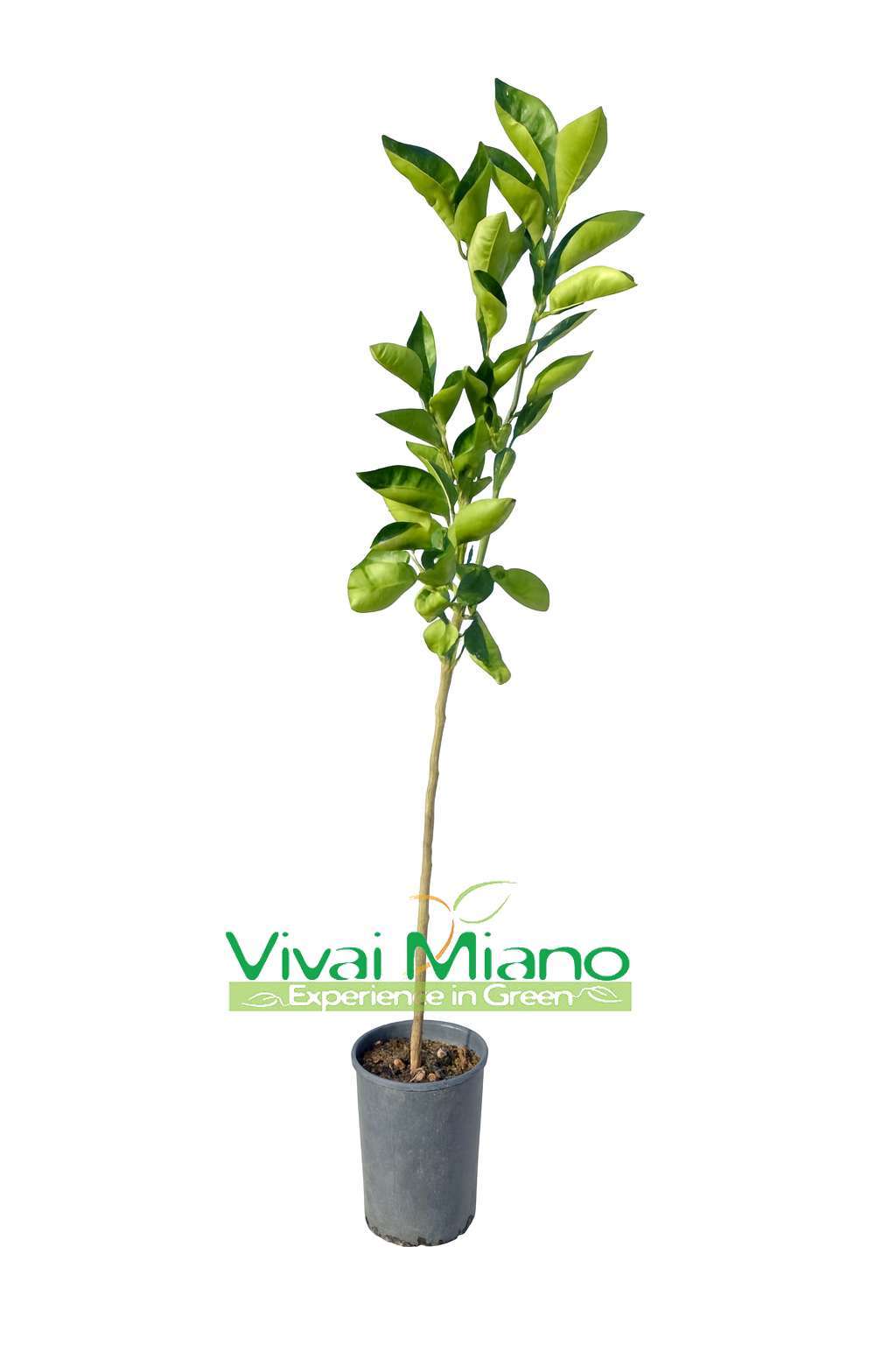 Pianta di Arancio Tarocco Ippolito