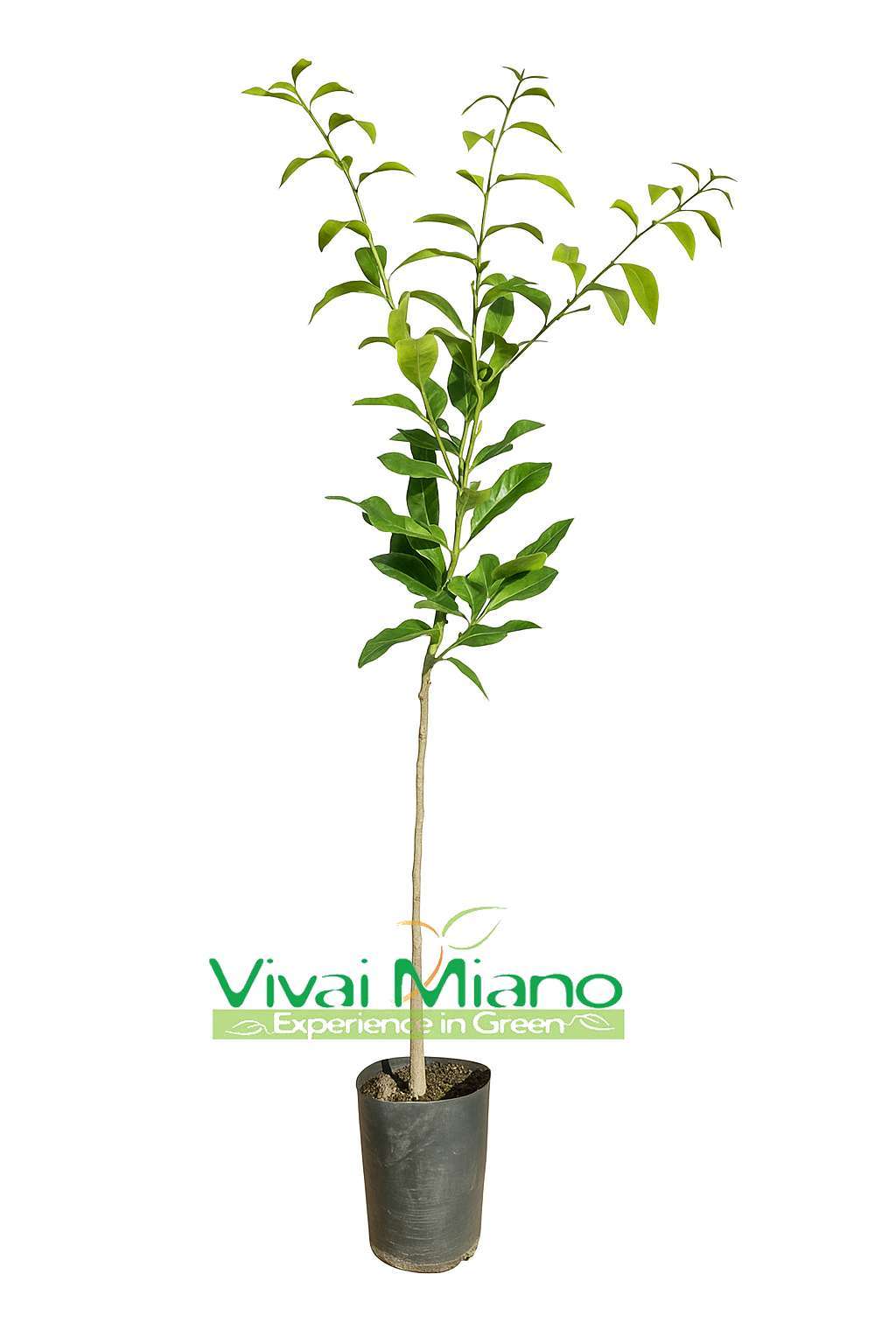 Pianta di Combava Hystrix