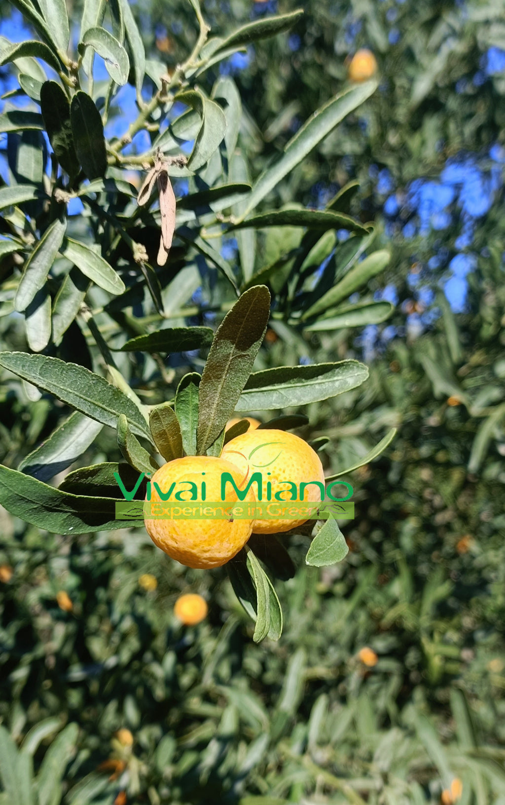 Pianta di Finger Lime Eremorange o Giallo (vaso - 20)