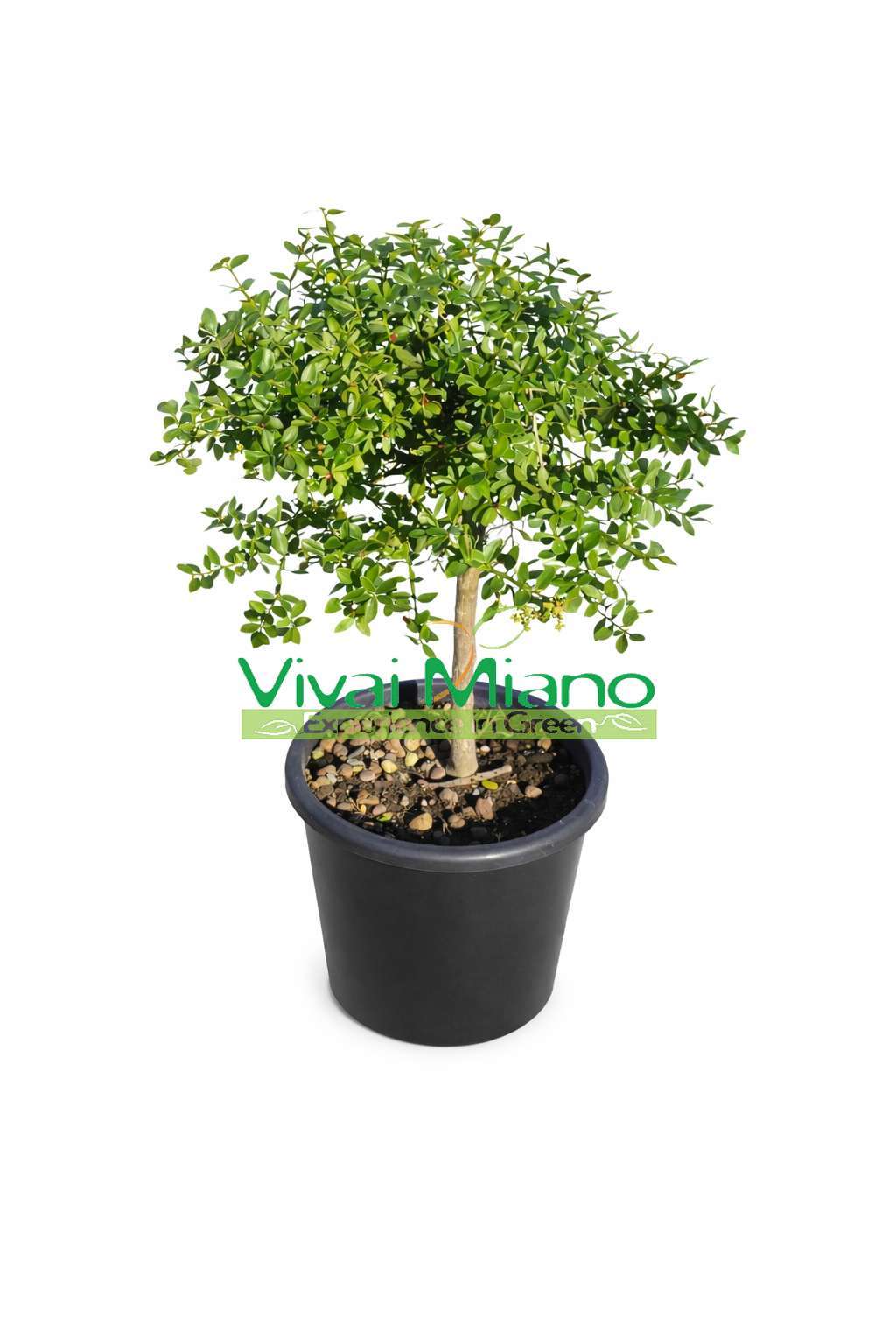 Pianta di Finger Lime Rosso (vaso - 20)