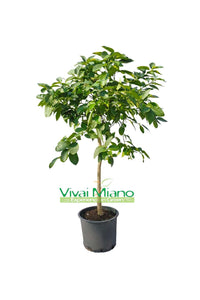 Pianta di Lime (vaso - 24)