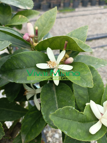 Pianta di Limone Lunario "4 Stagioni" (vaso - 20)