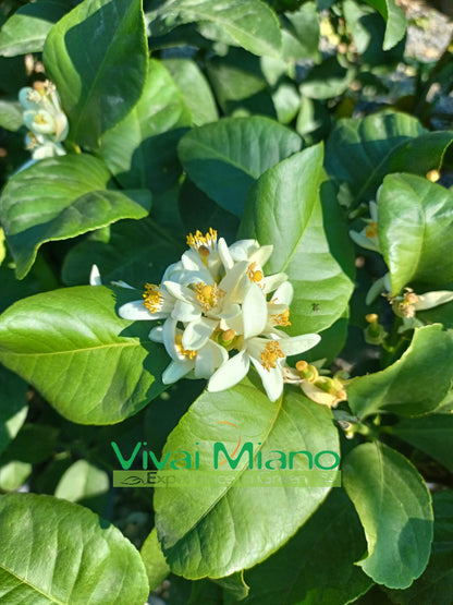 Pianta di Limone Zagara Bianca (vaso - 20)