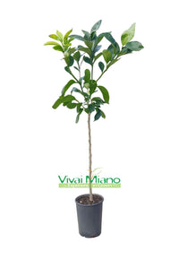 Pianta di Pompelmo Star Ruby o Rosa