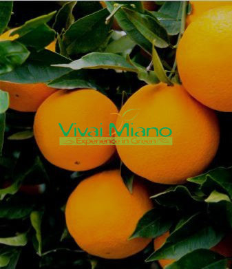 Pianta di Arancio Lane Late