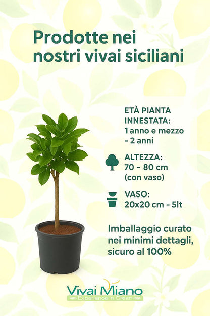 Pianta di Lime Pursha (vaso - 20)